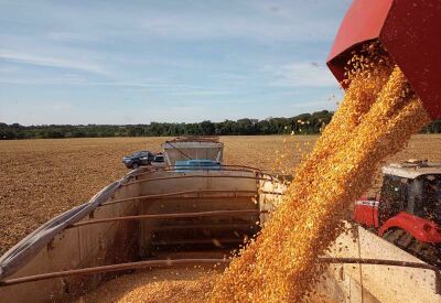 Imagem da notícia Colheita do milho segunda safra 2023/2024 começa em Mato Grosso do Sul